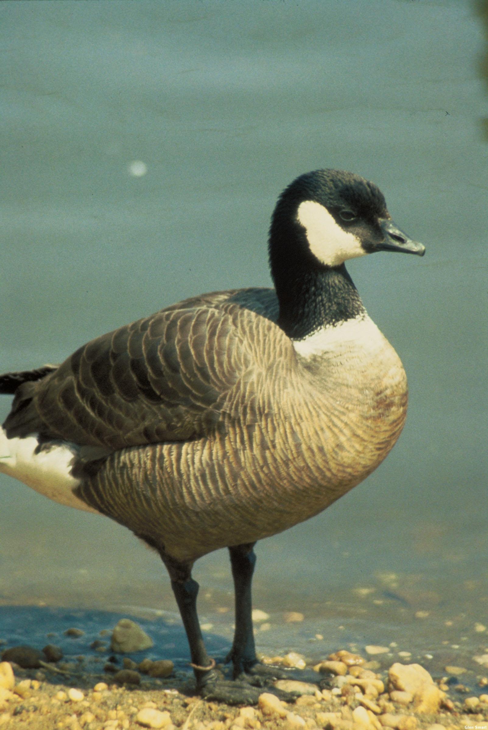 Aleutian Canada Goose